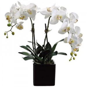 2 STEMS WHITE PHALAENOPSIS(TWO DAYS ADVANCE ORDERING).