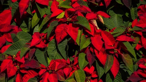 trends-for-celebrating-holidays-in-style-with-flowers