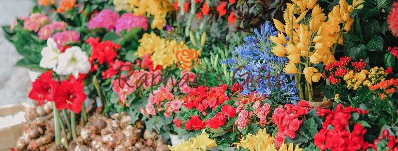 A big logo of Raphael's Gifts in the middle and a bunch of various kinds of flowers as a background